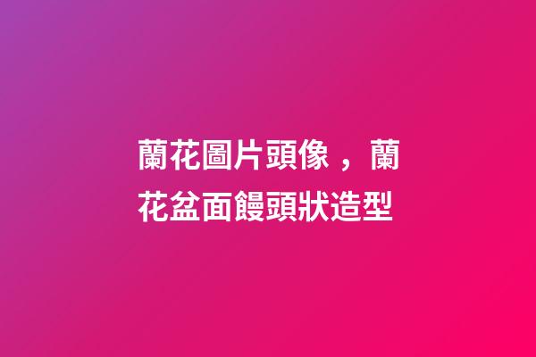 蘭花圖片頭像，蘭花盆面饅頭狀造型